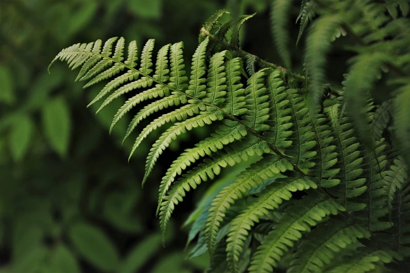 Forest Fern
